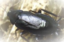 ゴキブリの生態と害 名古屋の害虫駆除はダスキン名古屋千成通ターミニックス