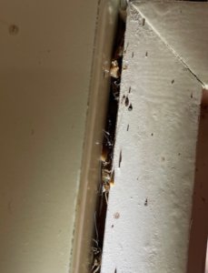 壁の隙間にゴキブリ